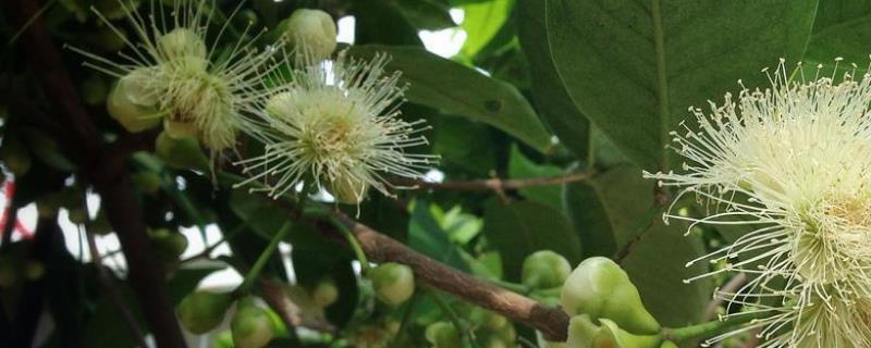 蒲桃的种植技术，附生长习性 葡萄的栽培技术