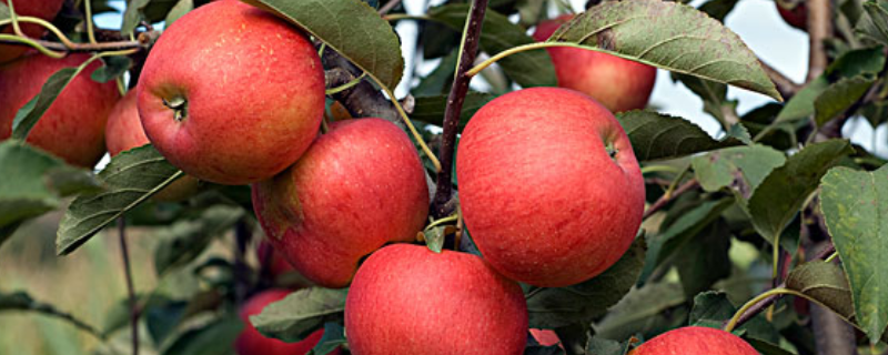 苹果树种植技术，从以下三方面入手（种植苹果树,我们应优先选择什么?）