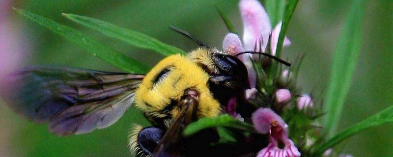 无刺蜂的形态特征，生活习性是什么 斑纹蜂的外形特征