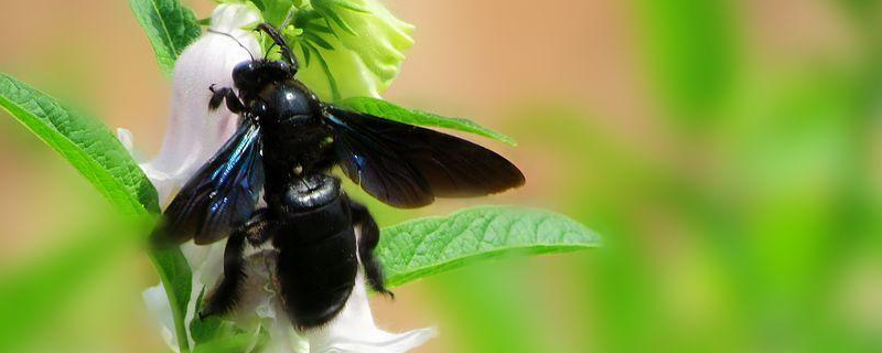 竹蜂的形态特征，附生活习性 竹蜂生长过程