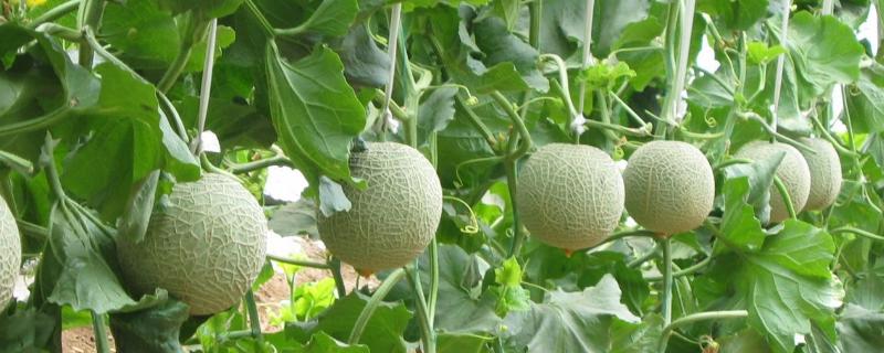香瓜种植技术，附选种方法 香瓜怎么种植方法如下