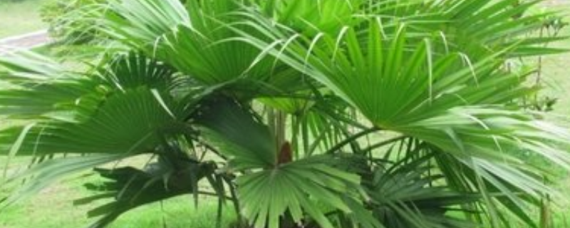 盆栽棕榈树怎么养 盆栽棕榈树的养殖