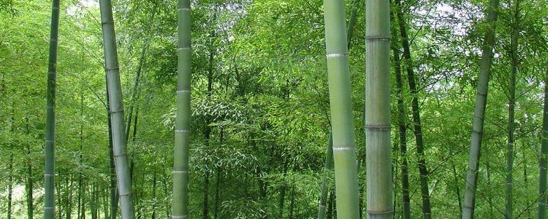 毛竹种植技术，一般在春季播种 毛竹种子什么时候种植最好