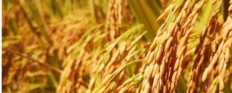 稻谷的成熟时间，附稻谷的储存方法 在常规储存条件下稻谷和玉米是多少年