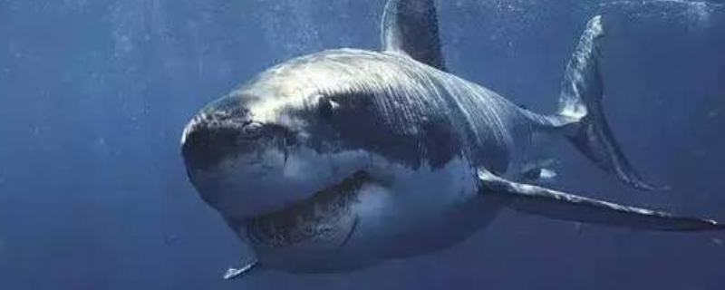 格陵兰鲨有什么天敌，寿命有多长 格陵兰鲨有天敌吗