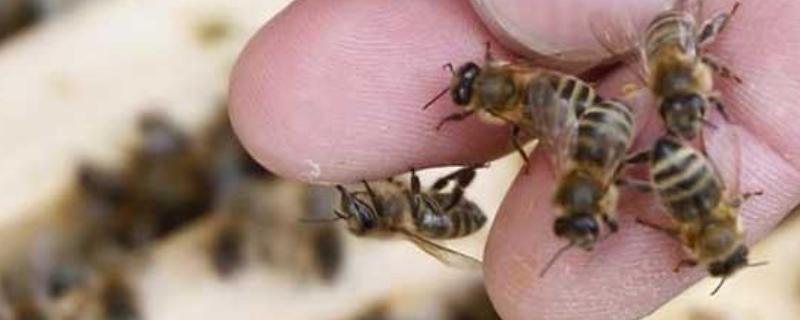 僵尸蜜蜂，是什么（蜂蜜和僵尸）