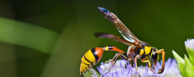 蜜蜂蛹和胡蜂蛹的区别 胡蜂蛹的类型