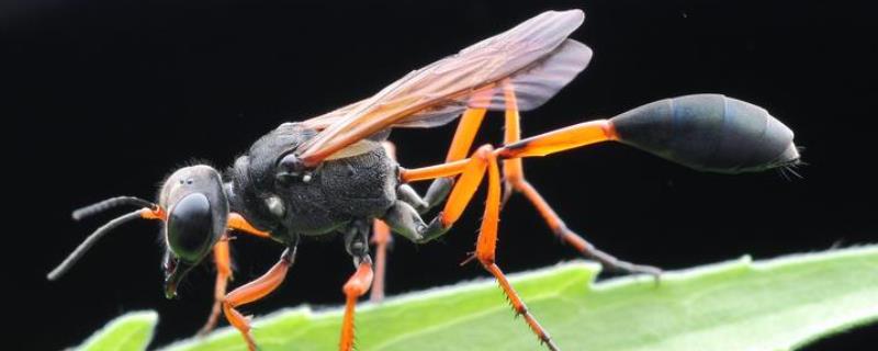 细腰蜂是益虫还是害虫，附食物习性 细腰蜂的幼虫