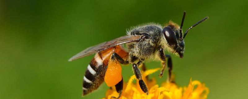 蜜蜂春繁诀窍有哪些 中蜂春繁技巧