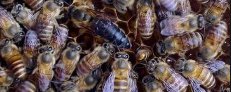 中蜂最简单的分蜂方法，详细介绍（中蜂人工分蜂的5种方法）
