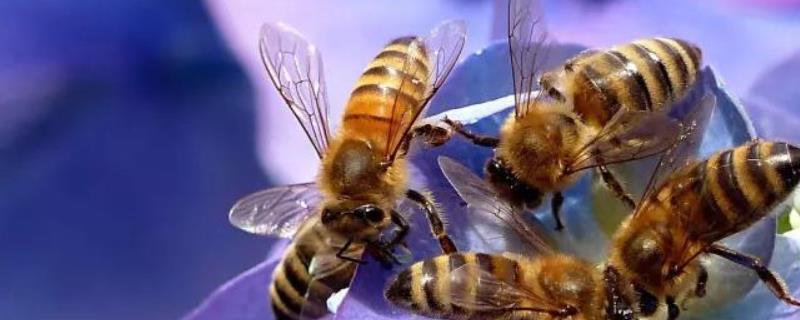 野生蜂蜜什么时候好诱捕，详细介绍（诱捕野生蜜蜂的方法）