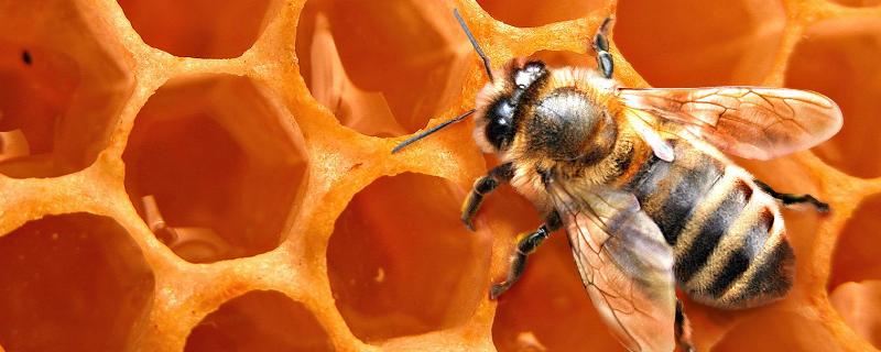 土蜂和洋蜂有什么区别，详细介绍 家蜂和洋蜂的区别