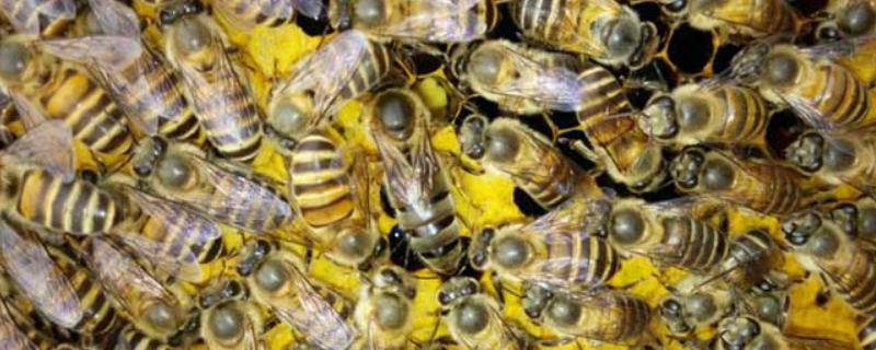 怎样才能使中蜂不逃，详细介绍 中蜂想飞逃的预兆和处理方法