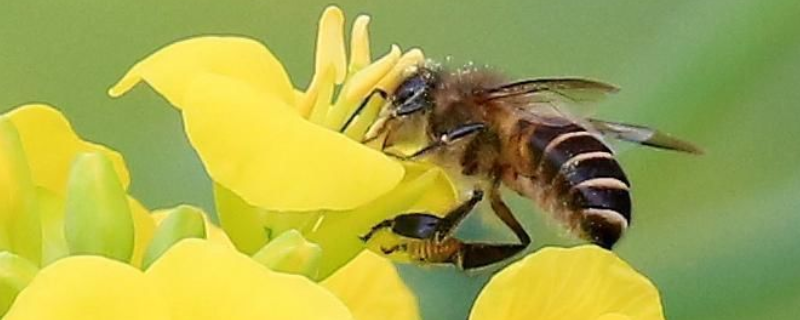 蜜蜂为什么要采盐，一般去哪里采盐 蜜蜂采水离巢有多远