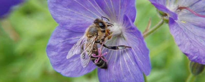 蜂群中工蜂吃什么食物，寿命有多长 工蜂主要吃哪种东西