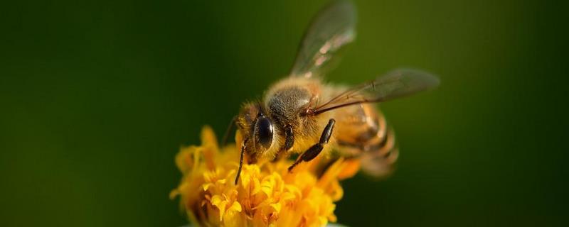 春季蜂群管理要点有哪些，病害防治 蜂群的春季管理