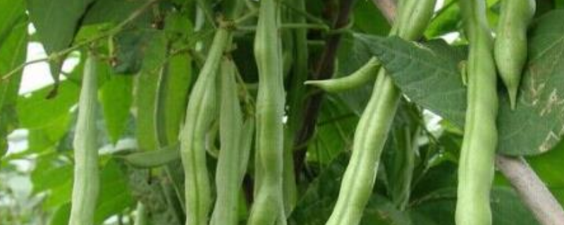 四季豆的种植条件，有以下五个方面（四季豆的种植条件,有以下五个方面的特点）