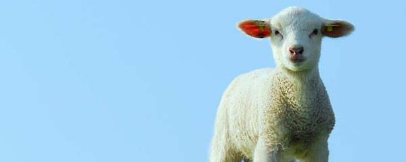如何才能让母羊多产羊羔 怎样让羊多产羊羔
