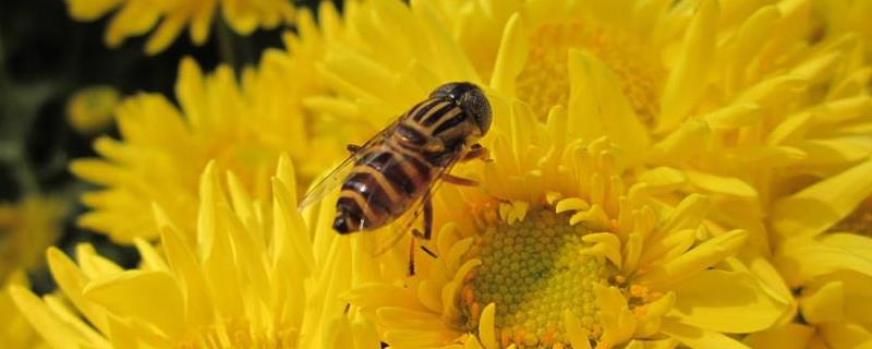 盗蜂有什么危害，蜂群为什么迁飞（盗蜂有什么现象）