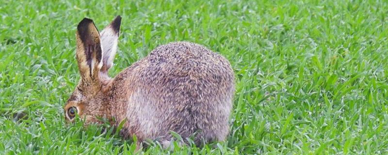 野兔的生活习性，繁殖习性是什么（野兔子的生活环境及特点）
