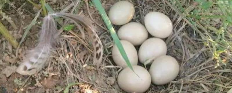 野鸡种蛋的保存技术（野鸡蛋怎样孵化出野鸡）