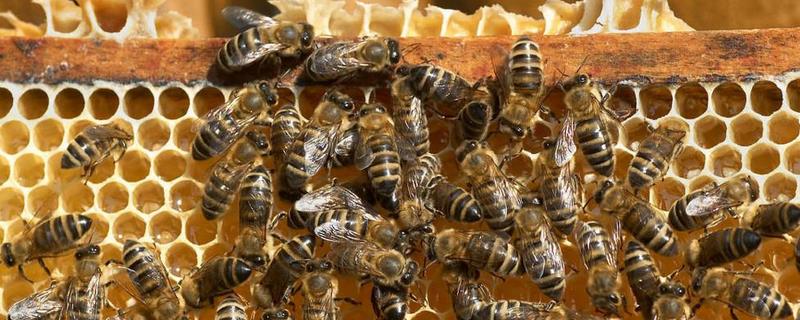 真的蜂巢蜜是什么样子 真的蜂巢蜜是什么样子啊