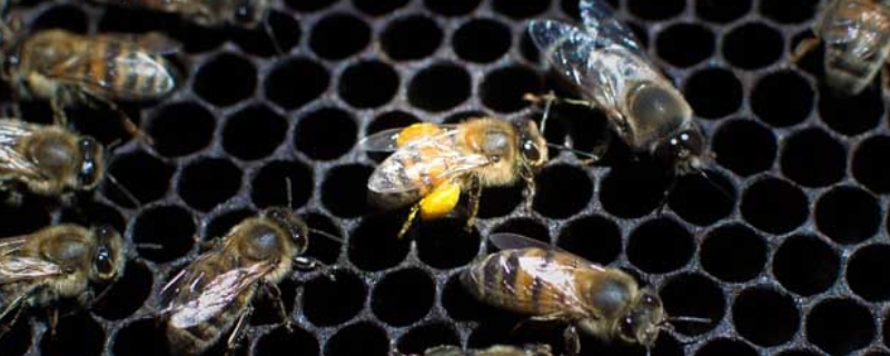 蜂螨对人有害吗，蜂螨的防治方法（蜂螨怎么防治最有效?）