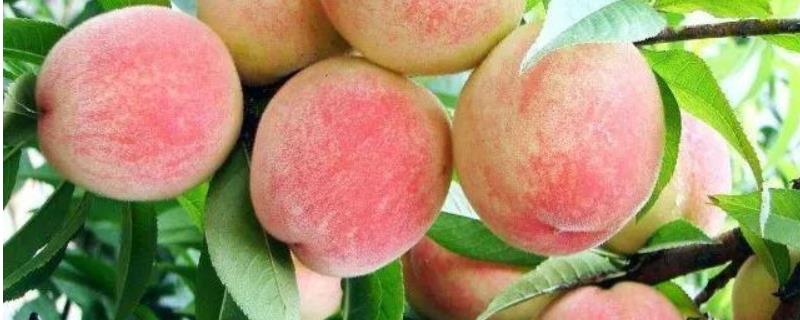 水蜜桃和桃子的区别 水蜜桃和水蜜桃的区别