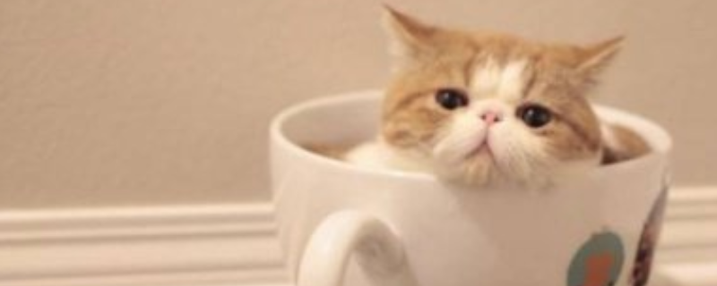 茶杯猫寿命有多长（茶杯猫可以长多大）