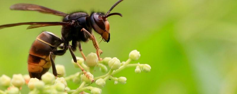 胡蜂的寿命有多长 胡蜂的寿命有多长?