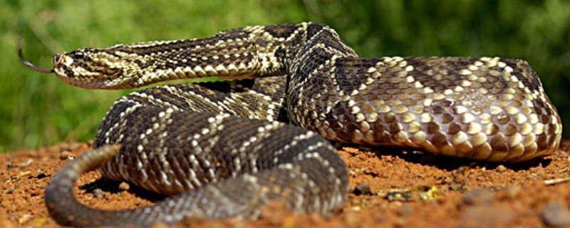 响尾蛇的天敌是什么 响尾蛇的天敌是什么动物
