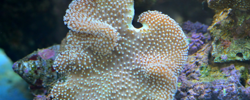 珊瑚虫是什么东西 珊瑚虫是什么东西啊