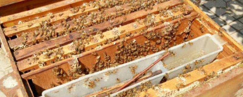 蜜蜂黑蜂病防治方法是什么（蜜蜂黑蜂病是什么样子）