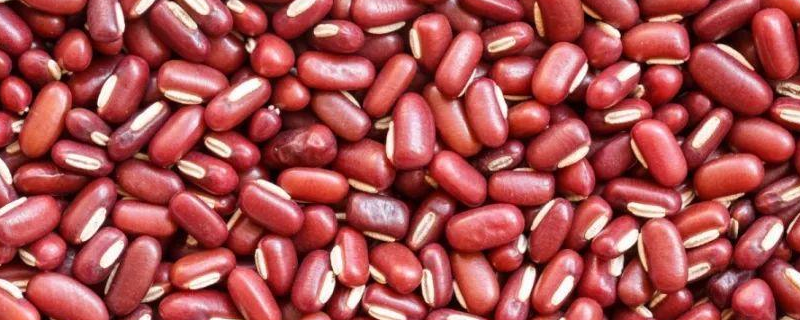 赤小豆和红豆的区别，详细介绍（赤小豆与红豆的区别）
