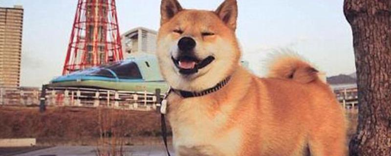 日本柴犬怎么训练 日本柴犬训练图解教程