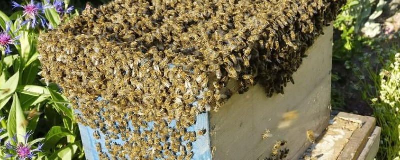 蜜蜂王台在什么位置，附王台形状 什么是蜜蜂王台?王台是什么样的