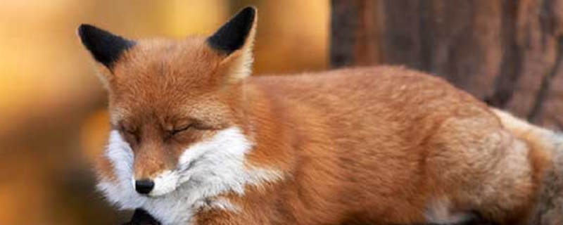狐狸属于犬科还是猫科动物，尾巴有什么功能