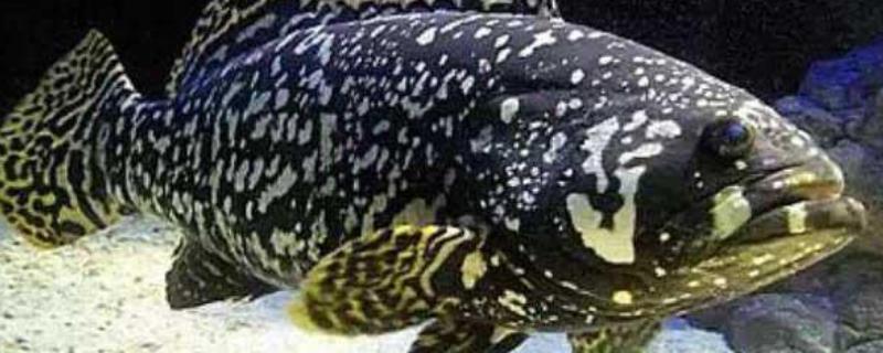 龙胆石斑鱼多少钱一斤（珍珠龙胆石斑鱼多少钱一斤）