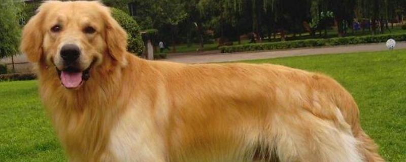 金毛犬有几种颜色 金毛犬有几种颜色百度百科