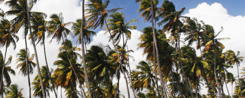 椰子树长什么样子 椰子树长什么样子图片