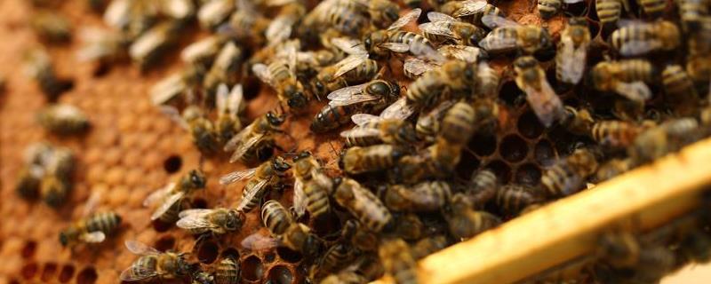 工蜂为什么会咬死蜂王，附详细原因 蜂王被工蜂蛰了还有用吗