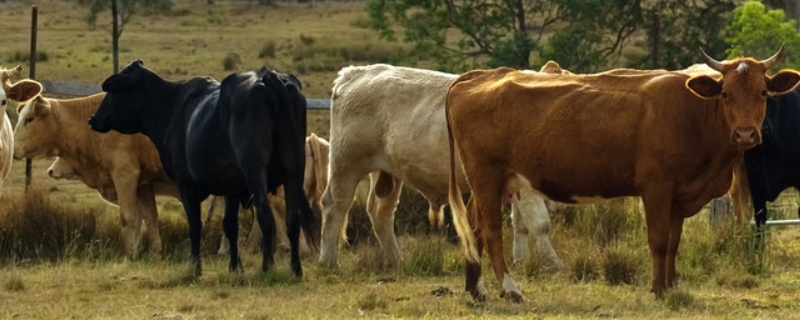 牛的种类有哪些 牛的种类有哪些品种