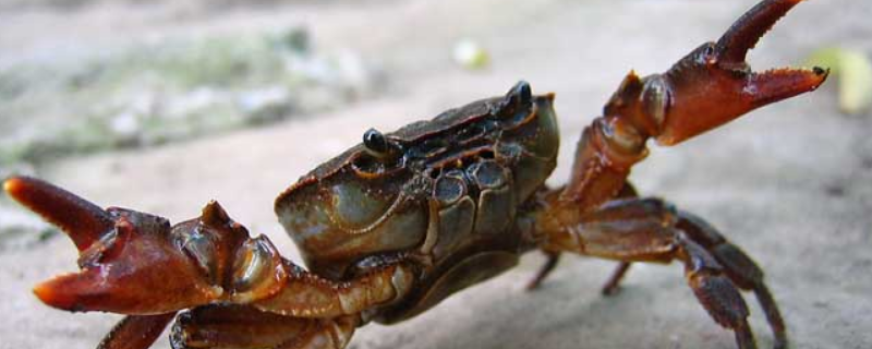 正常螃蟹有几条腿 正常螃蟹有几条腿8条腿还是10条腿