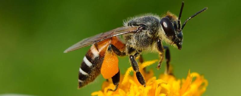 如何控制蜜蜂不分蜂维持强群 蜜蜂强群怎样才不分蜂