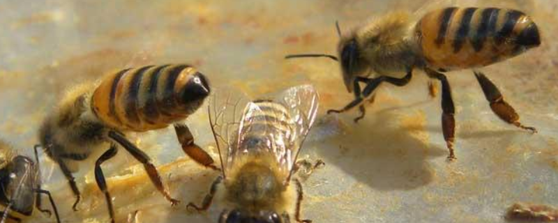 民间防治中蜂巢虫的妙方，详细如下 中蜂巢虫防治方法四招