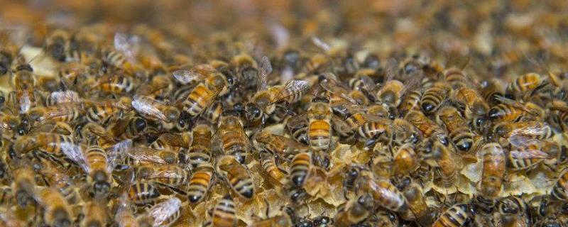 野生蜂群的诱捕技术，如何寻找蜂群 抓采集蜂能诱来蜂群吗