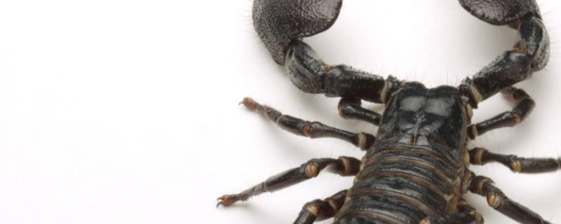 蝎子吃什么食物，什么是蝎子爱吃的（蝎子吃什么?蝎子的主要食物有哪些?）