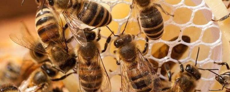 为什么家里招马蜂，详细介绍 为什么家里会招马蜂