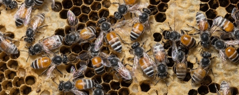 新手如何养蜜蜂，详细介绍 新手怎样养蜜蜂