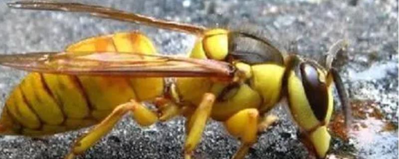 黑盾胡蜂，详细介绍 黑盾胡蜂有几种